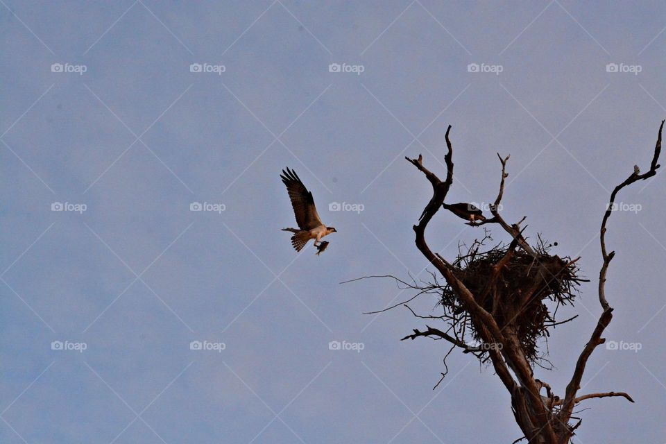 It is through action that you set the wheels of Life in Motion. An Osprey with a fish in his talons flys to the nest high in a tree to feed the juvenile Ospreys