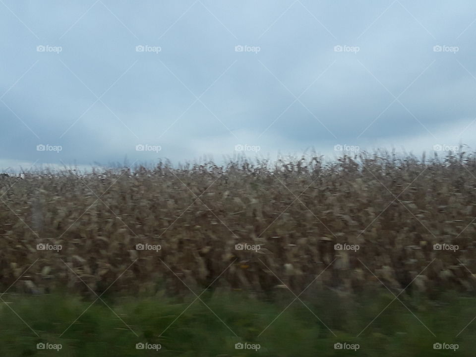 rock creek corn field