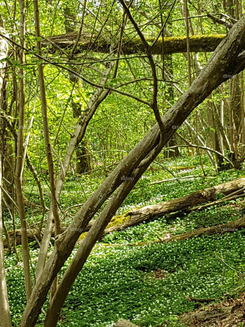 forest in Sweden