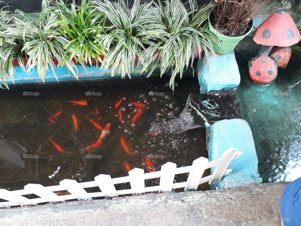 mini fish pond