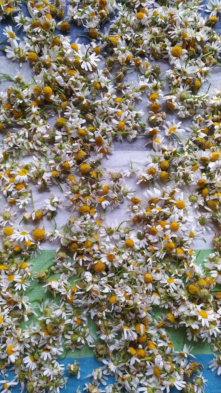 Flower buds, chamomiles are dried on a sheet for tea or food.