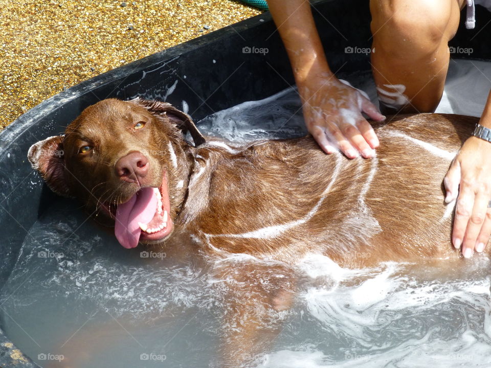 Close-up of a person washing dog