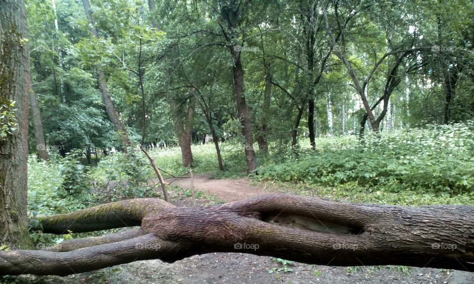 Wood, Nature, Tree, Landscape, Environment