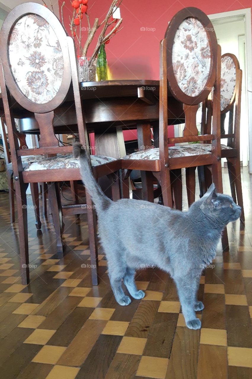 cat in front of wood furniture