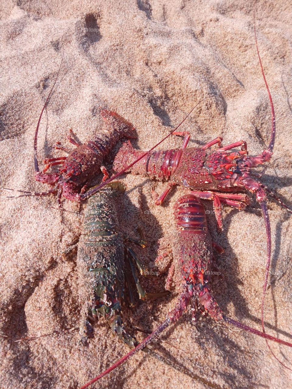 4 big crayfish or lobster