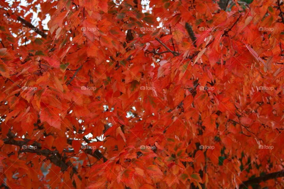 Leaves of Orange