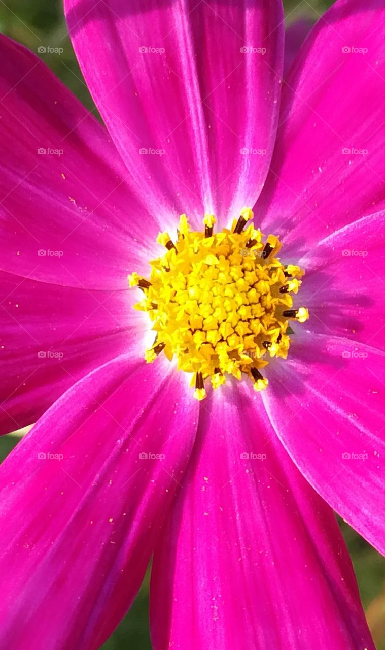 Flower in pink color 7