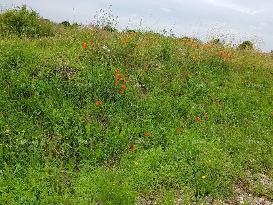 poppy fields