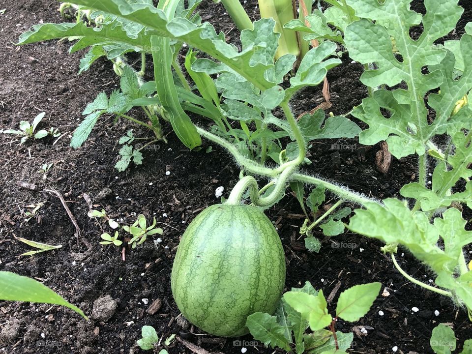 Watermelon Growing