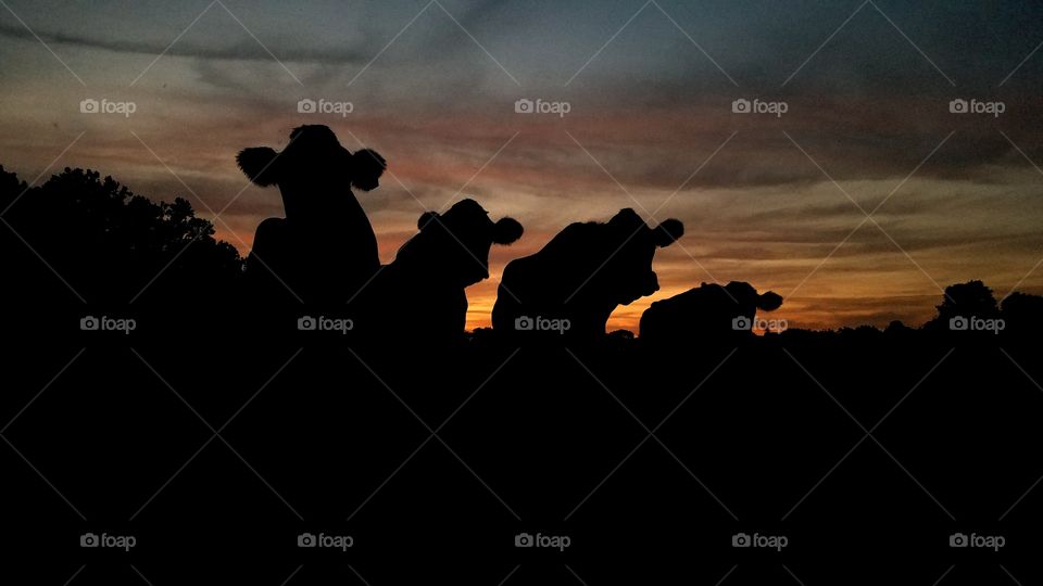 Silhouette, Sunset, Backlit, Dawn, People