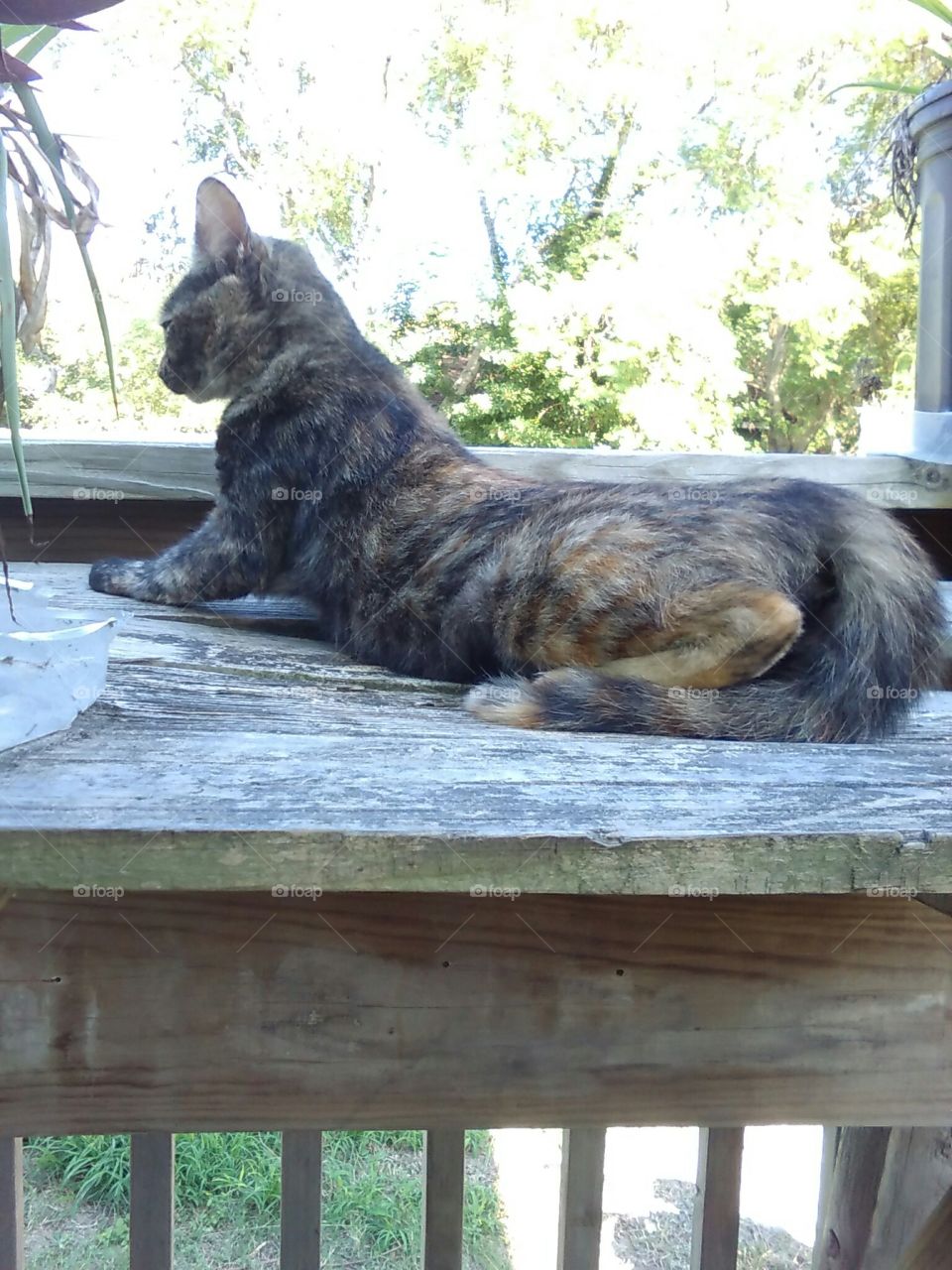 Kitten Singed Looking Up