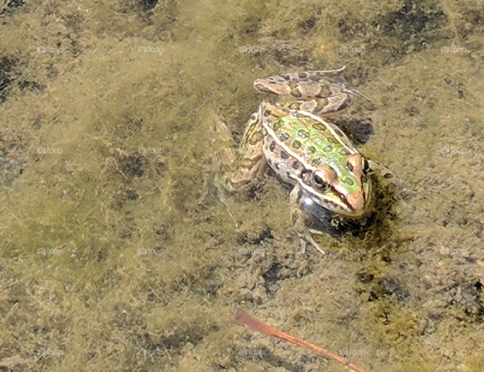 frog