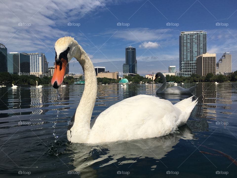 Swans