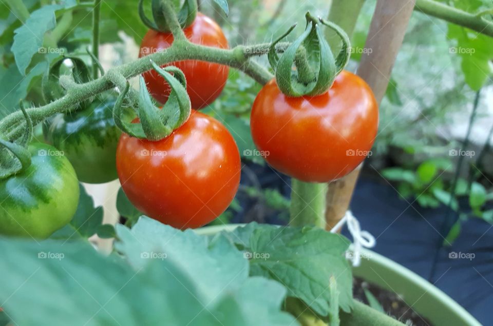 cherry tomatoes