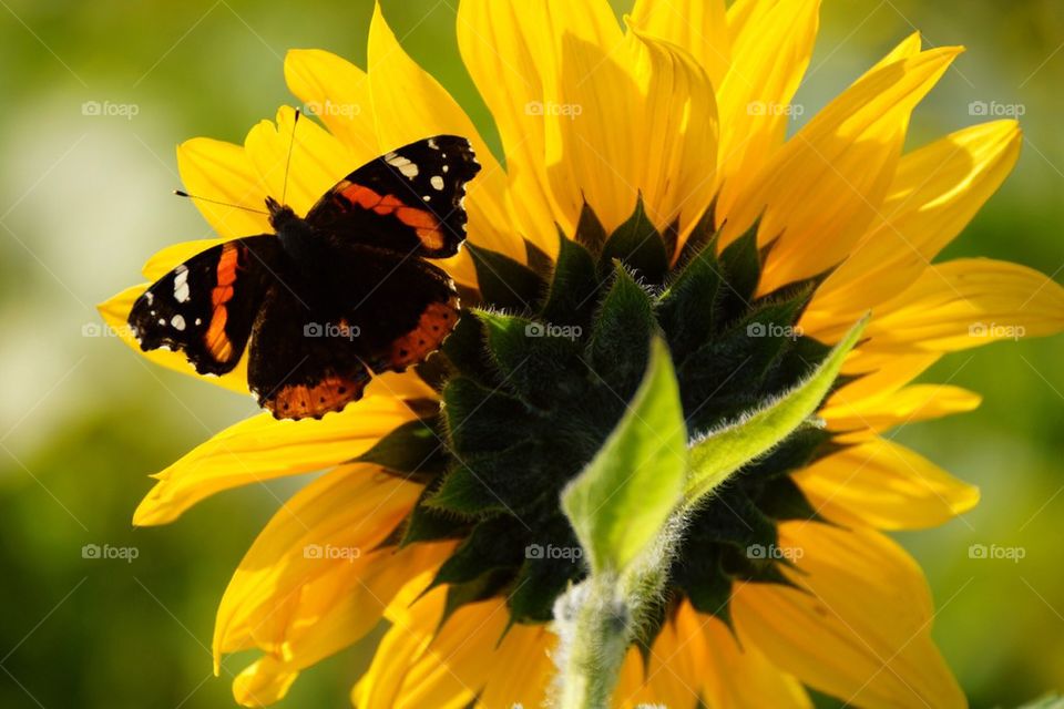 Butterfy on sunflowers