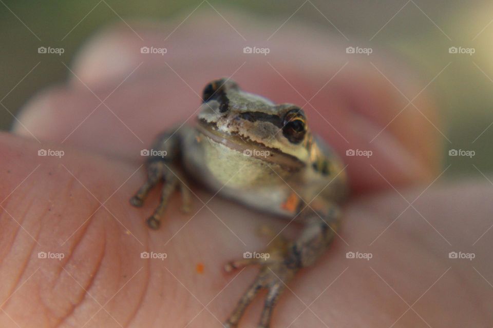 Up close macro shot of a frog along the lake 