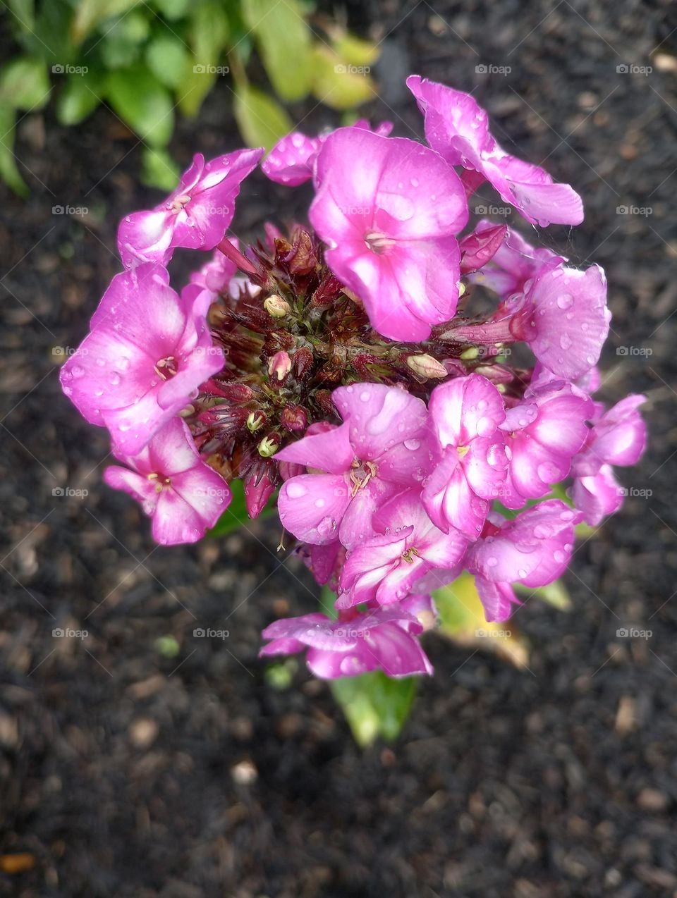 Purple Flowers