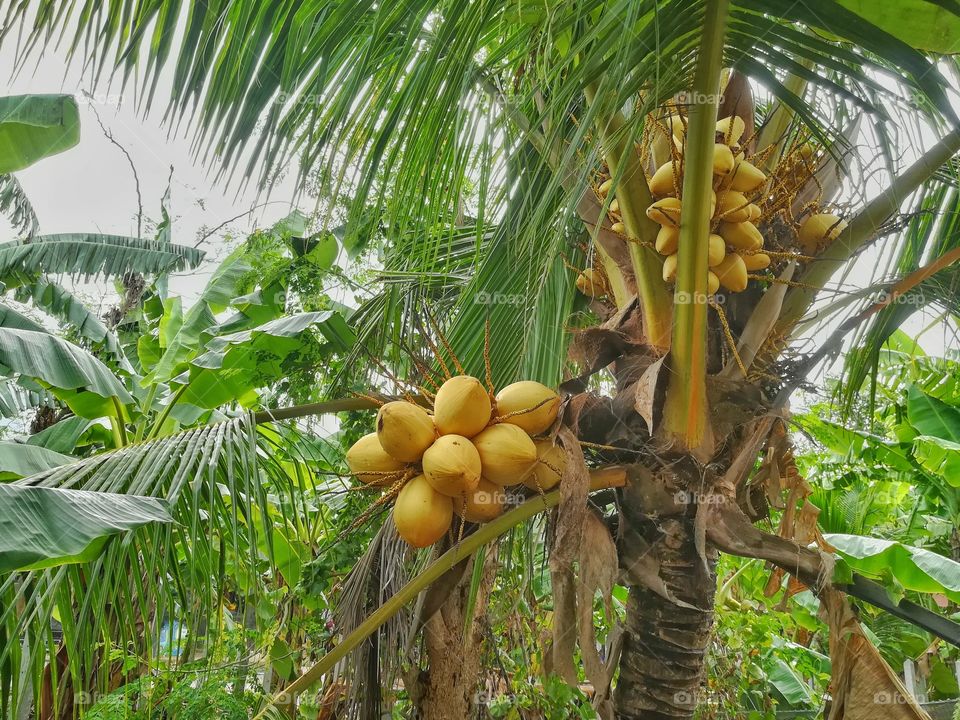 Exotic fruit, yellow coconut in the garden.