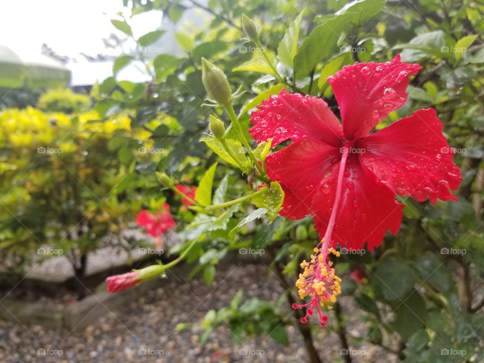bright red flower