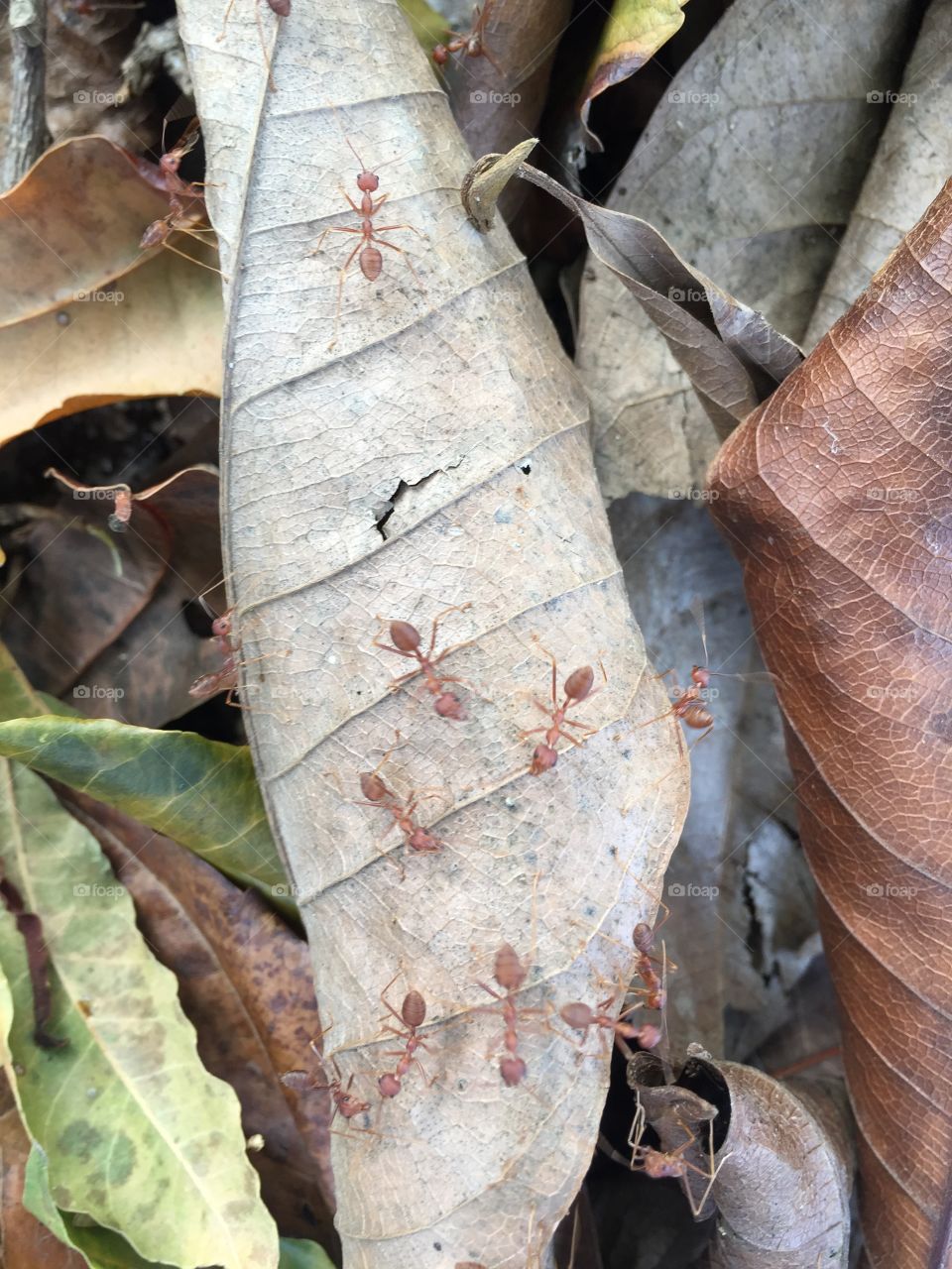 Ant  on dry tree.