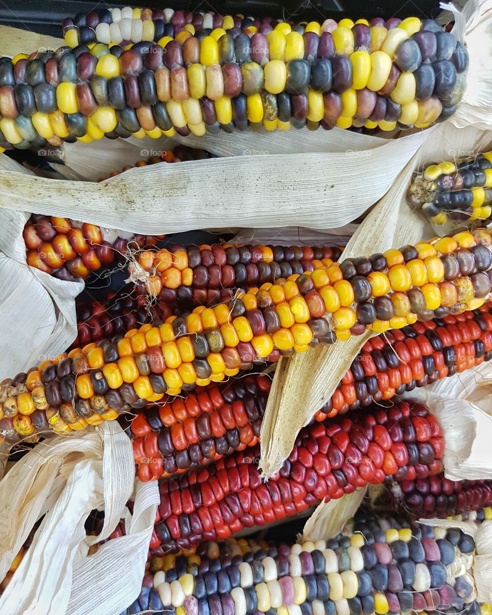 Ornamental Corn