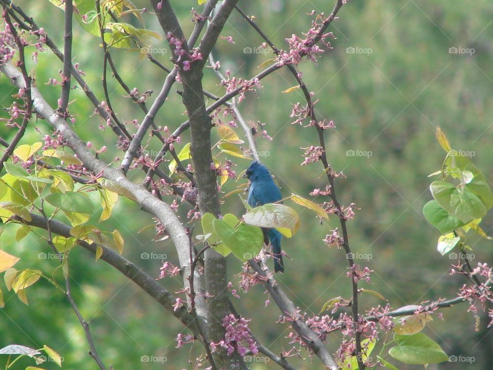 The Bluebird!