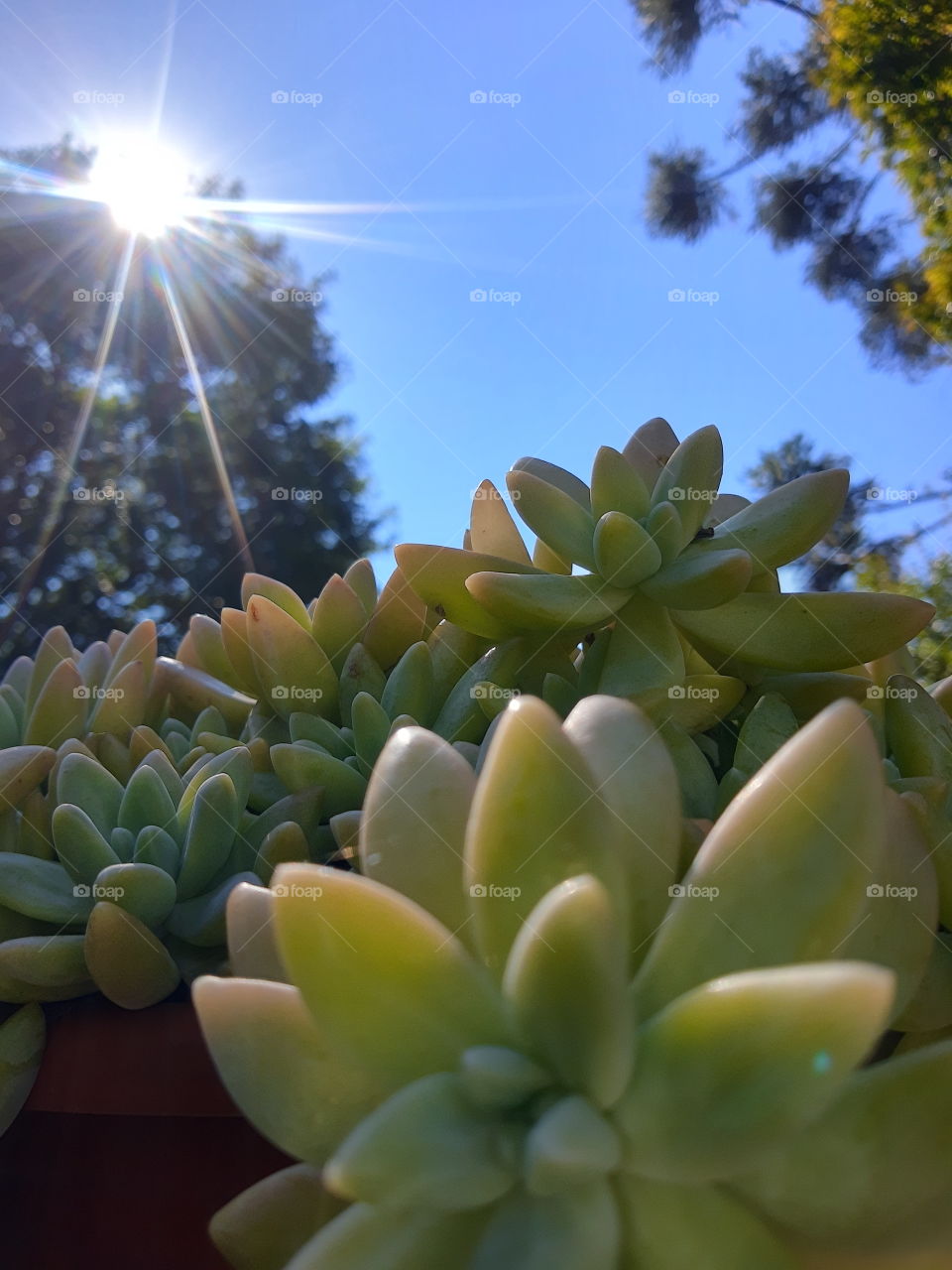 succulents leaves