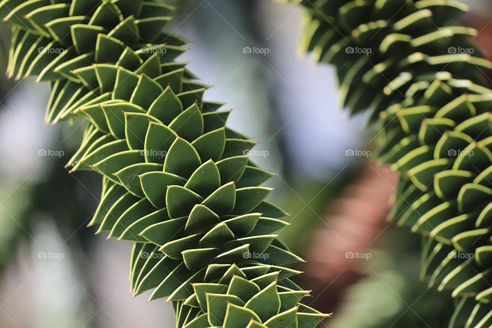 Branches of monkey tree , closeup 