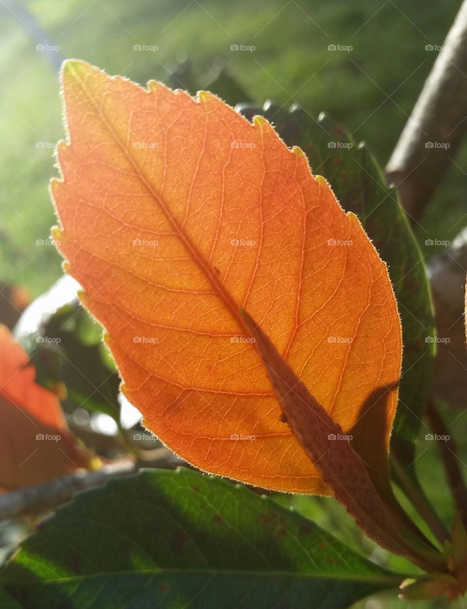 morning sun through a leaf