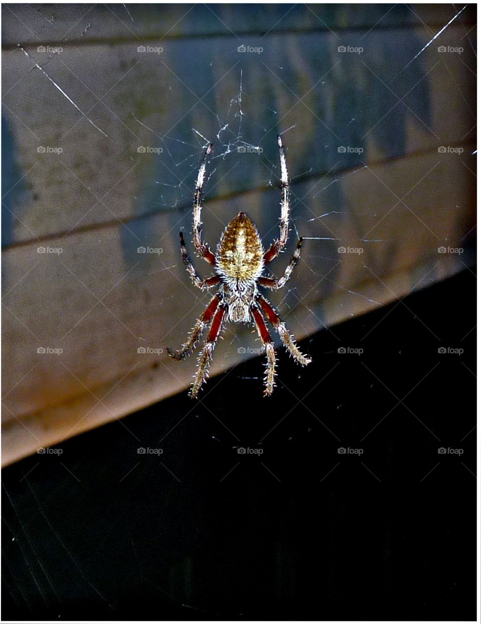 Georgia Spider