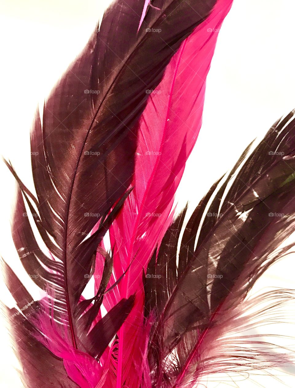 Pink Feathers