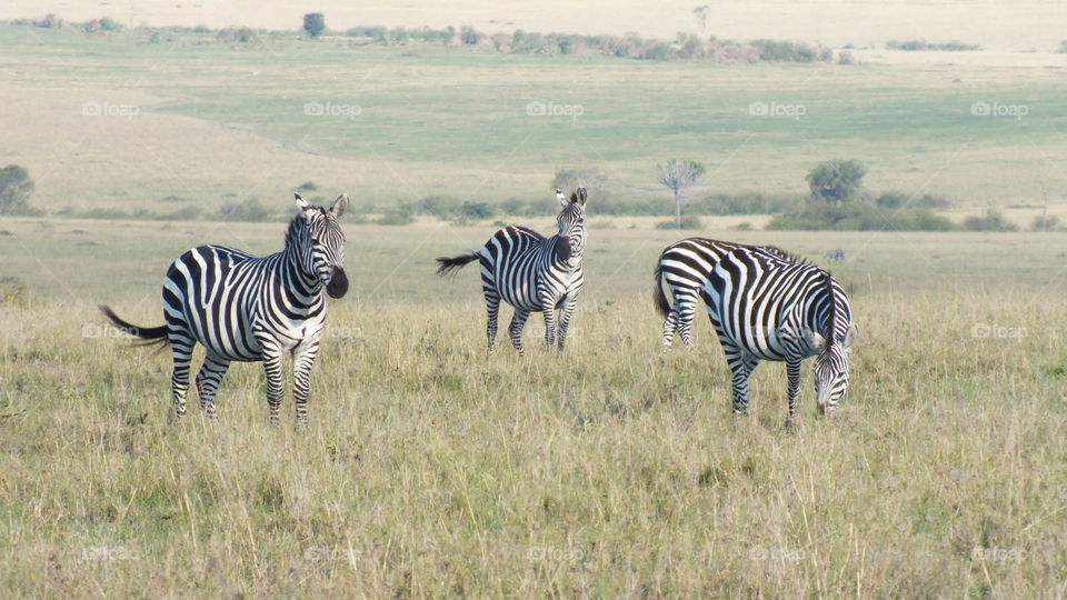 Zebras
