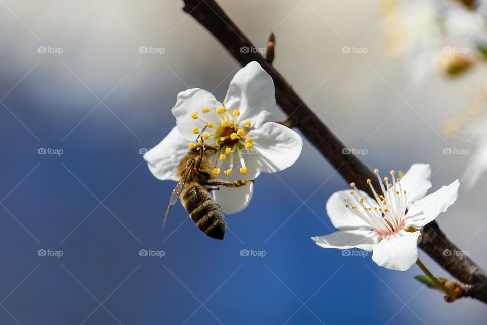 A bee at the flower