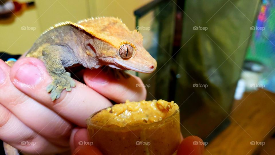 Crested gecko