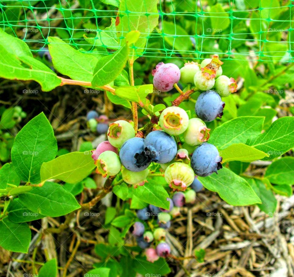 Beautiful blueberries