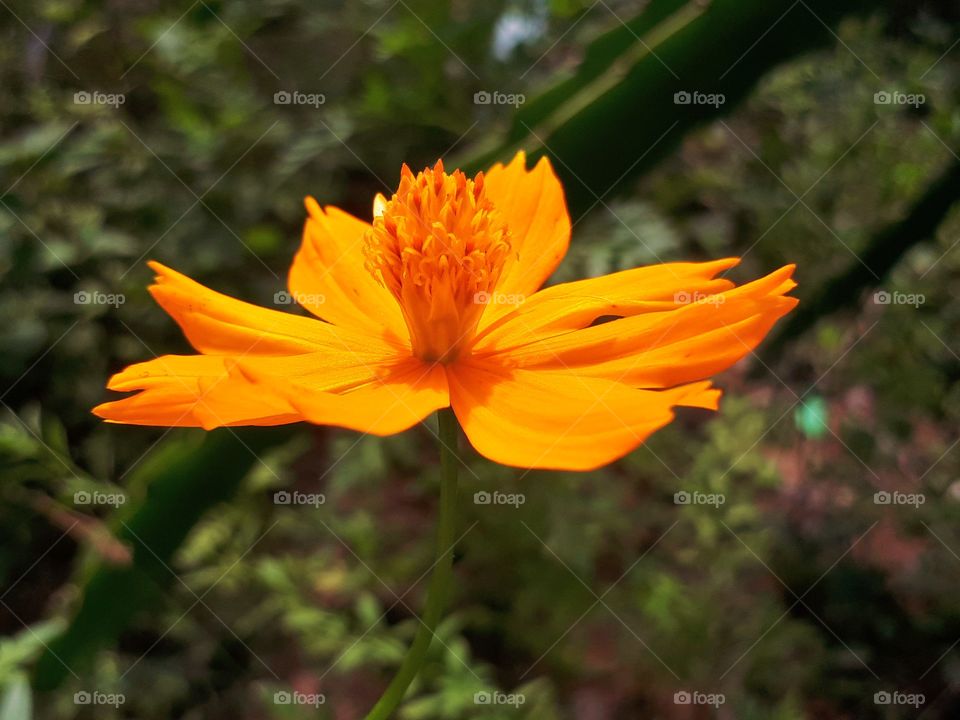 An orange cosmos flower