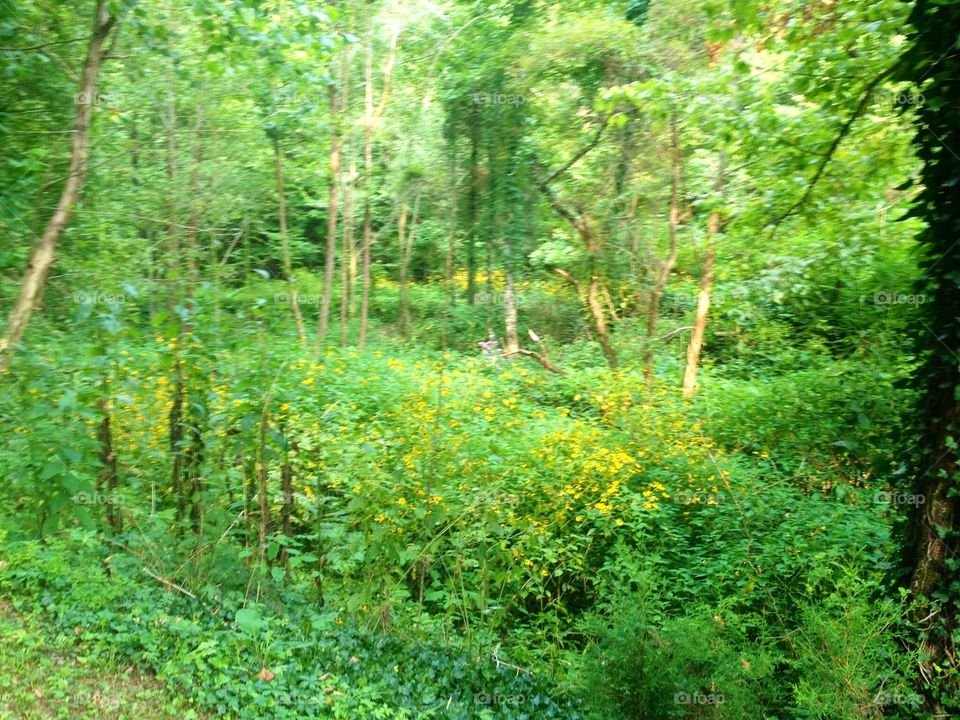 Green forest 