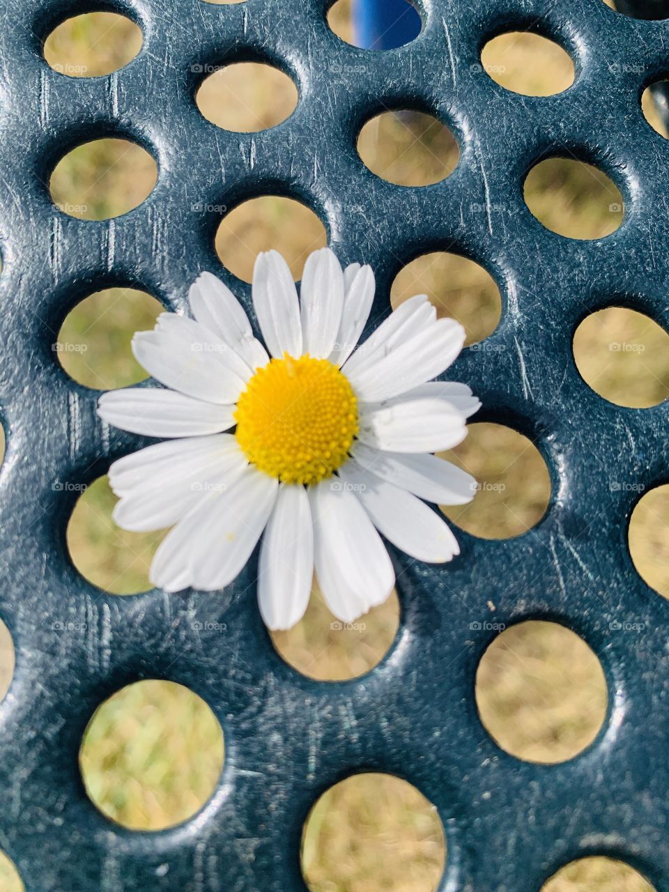 Chamomile flower 