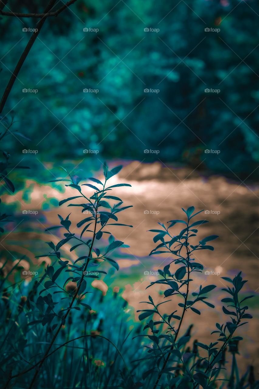 Cold macro of small plants by the river.