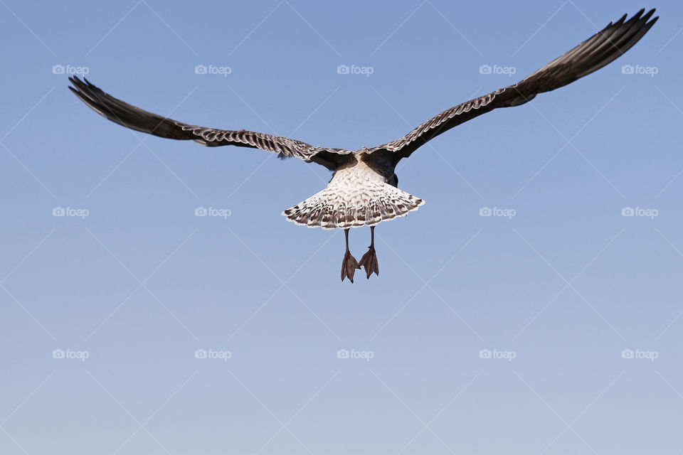 Flying seagull from behind  about to land , large wingspan - flygande mås gråtrut på väg att landa sett bakifrån , brett vingspann 