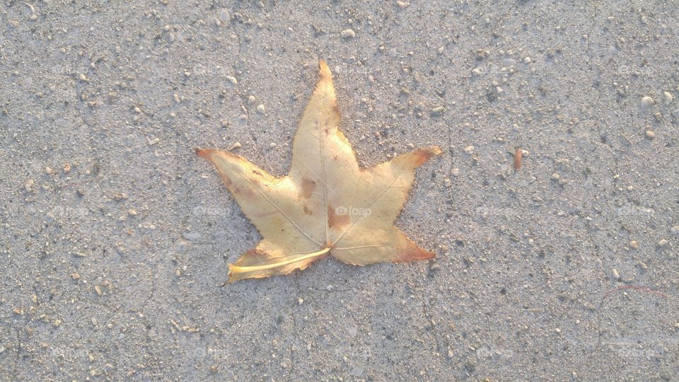 Leaf on concrete.