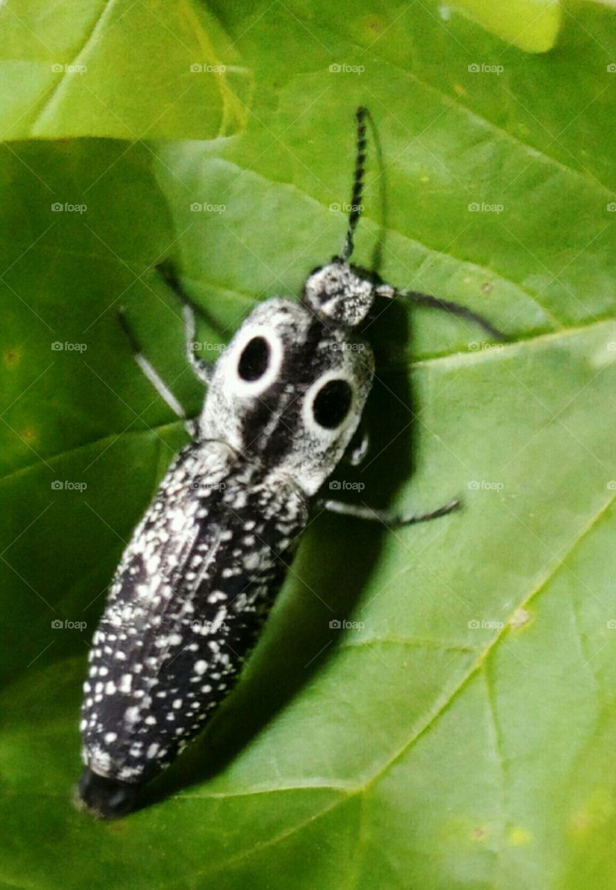 An Interesting Beetle!