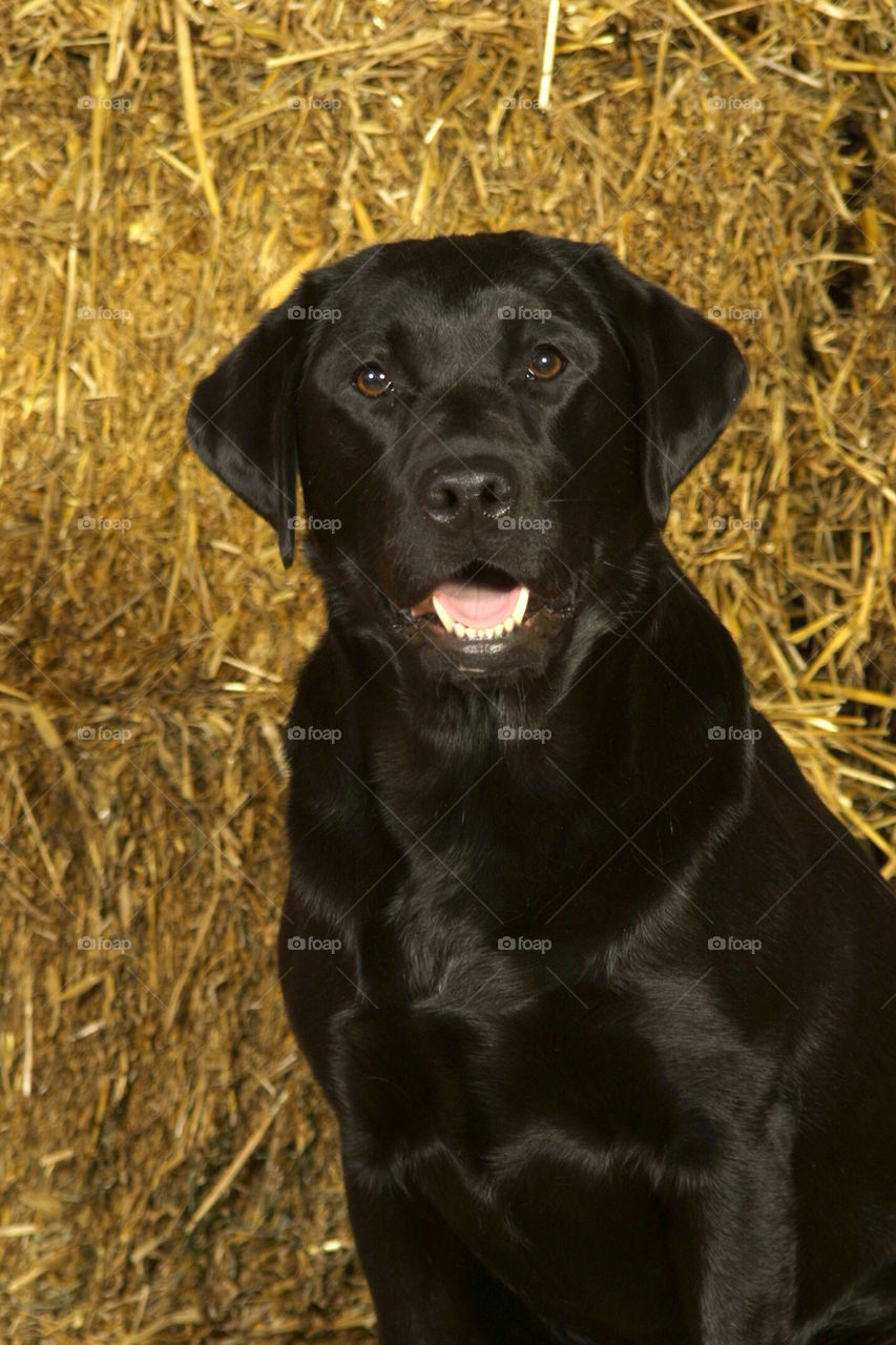 Black Labrador Retriever