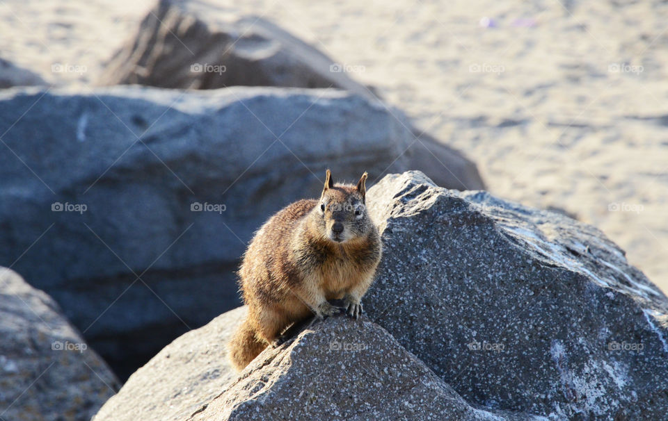 A California ground squirrel on a rock at Morro Bay, California, United States 