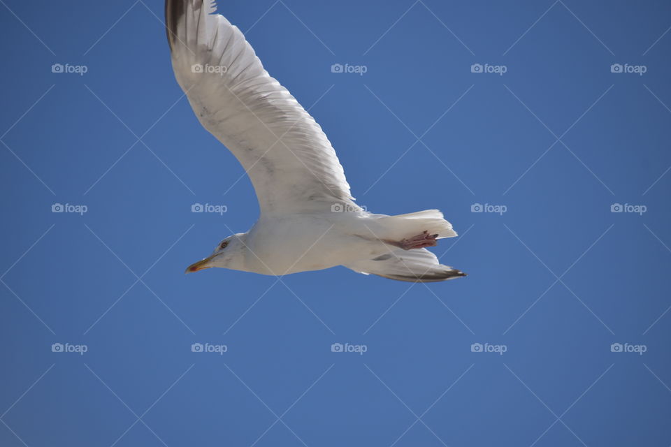 A seagull in the sky