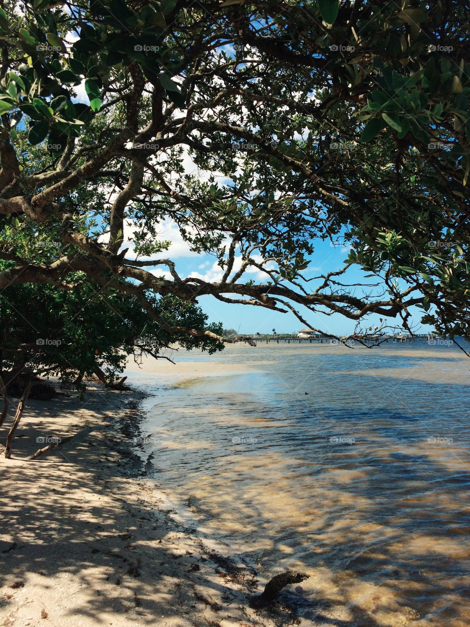 Mangroves on the beach on a sunny day in Florida.