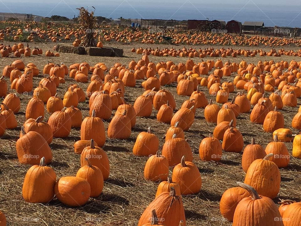 Cali pumpkin patch