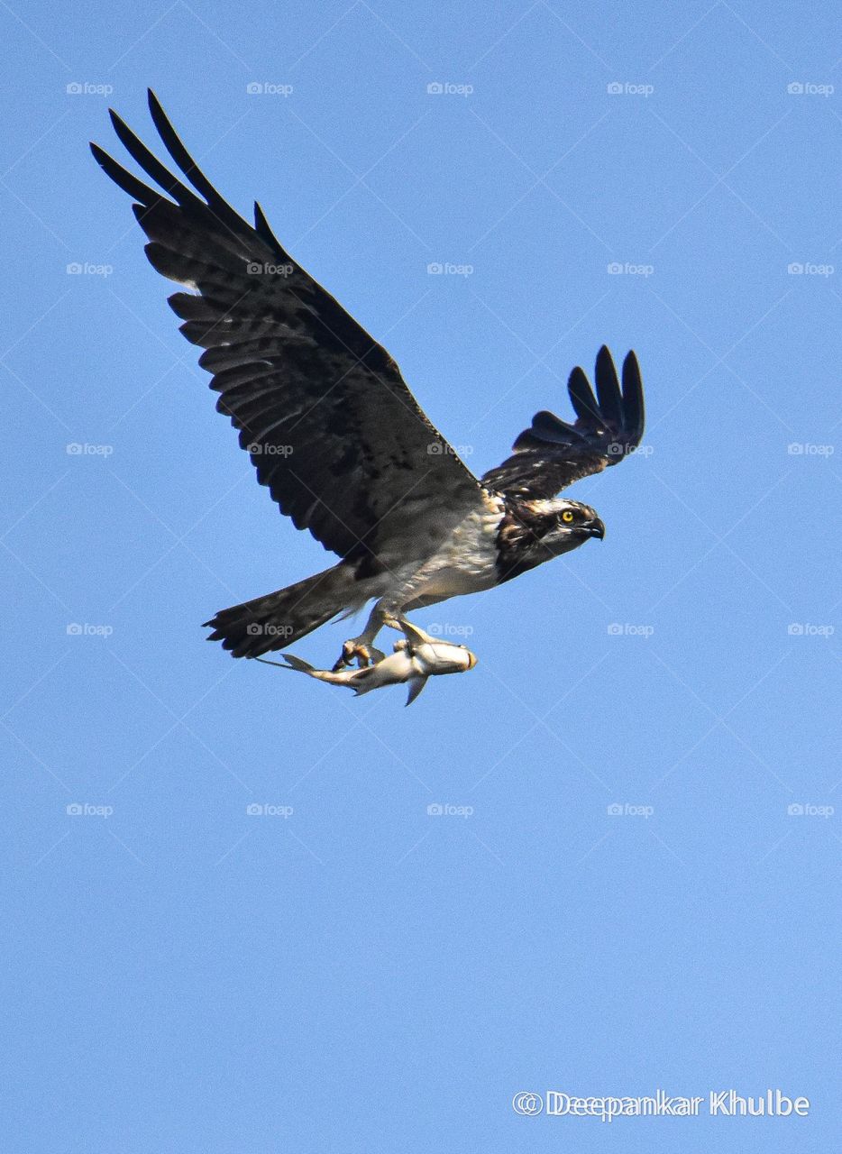 Osprey Will Fish