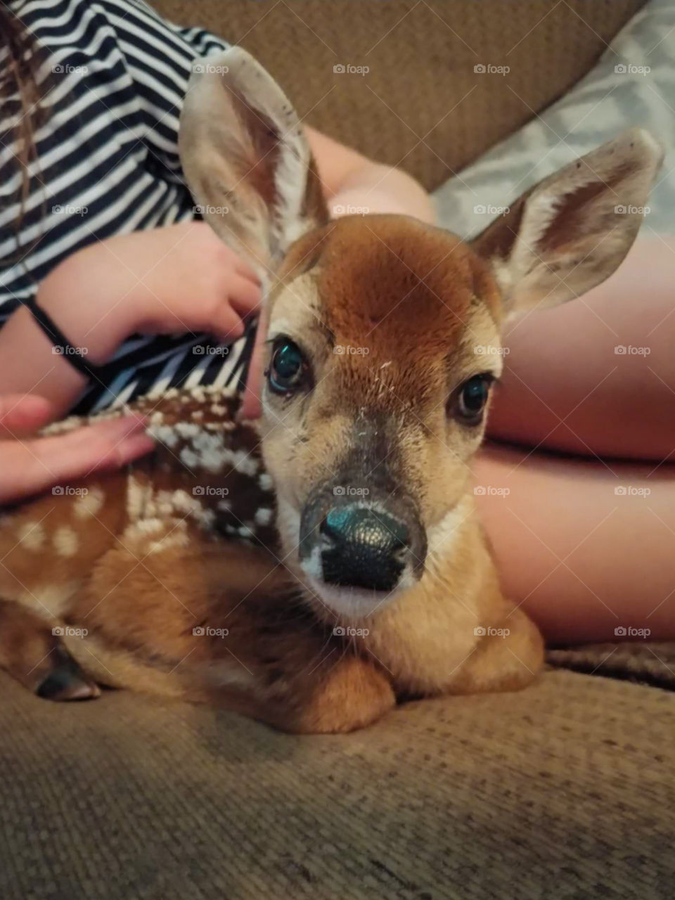 Baby Deer fawn who was rescued lounging on the couch with children