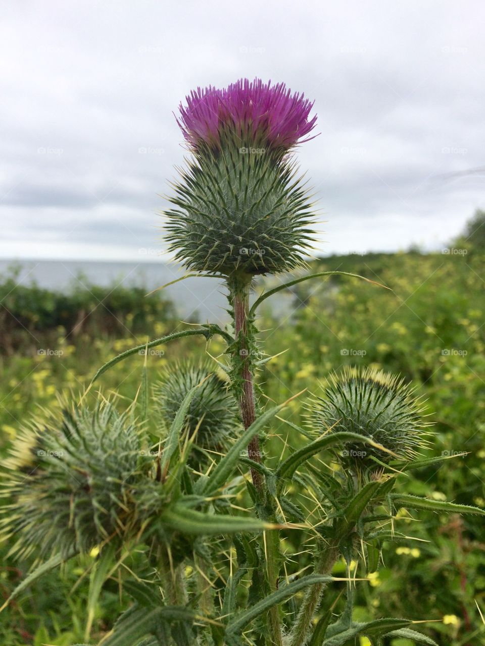 Giant thistle 